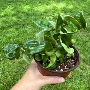Hoya Hindu Rope Plants
